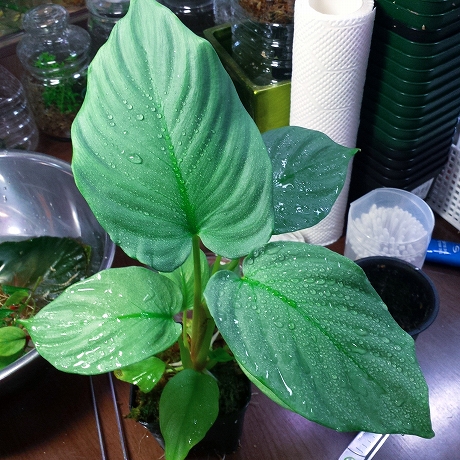 Argostemma neurocalyx Riau sumatera【LA便】正規タグ付き アルゴステマ Species New to Science: [Botany \u2022 2019] Notes on the Genus